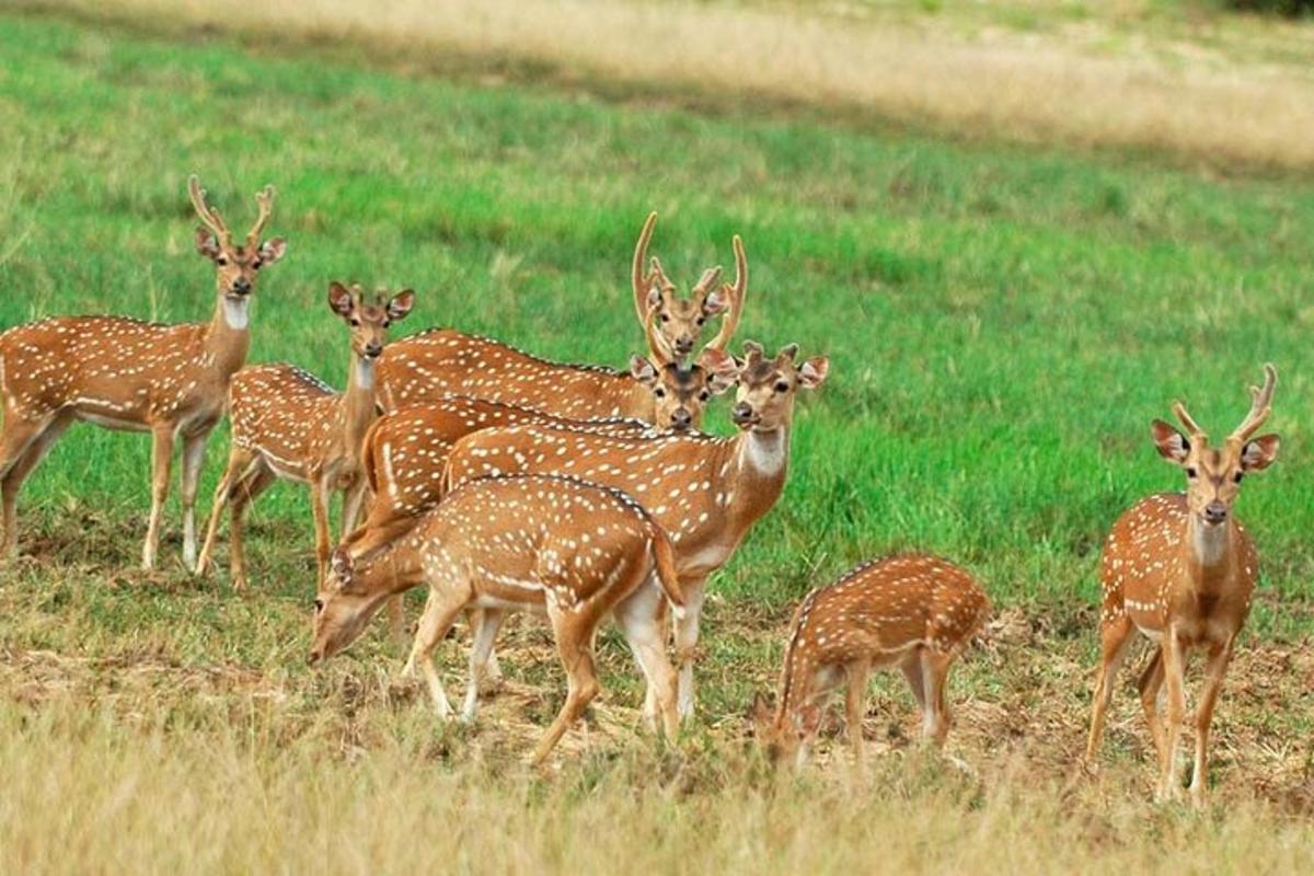 un gruppo di cervi in piedi in un campo