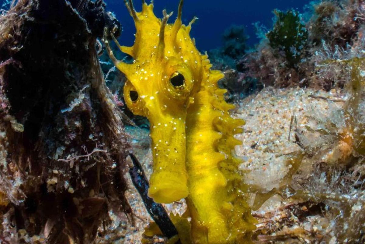 a yellow seahorse is sitting on the reef