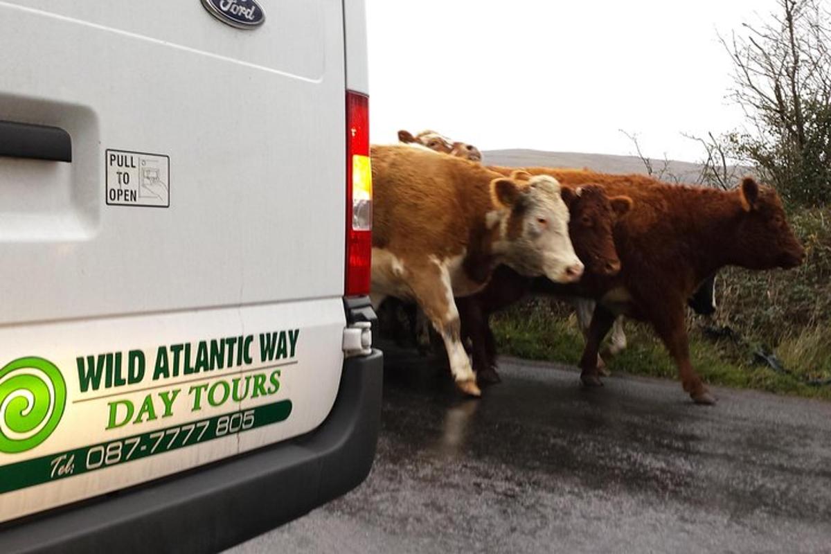 due mucche che camminano su una strada accanto a un camion