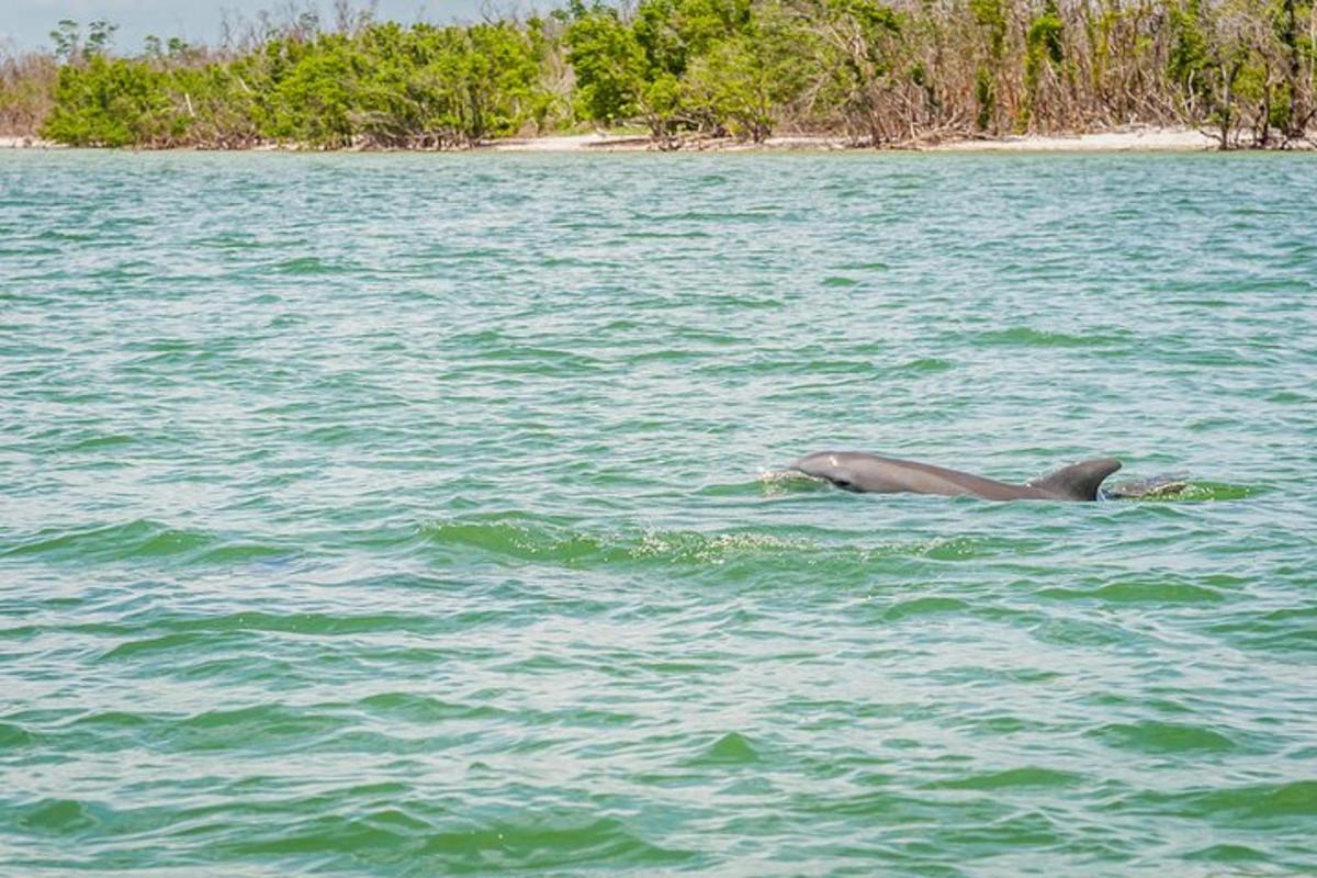 a dolphin swimming in a body of water