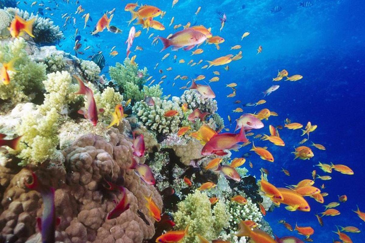 un banco de peces en un arrecife de coral