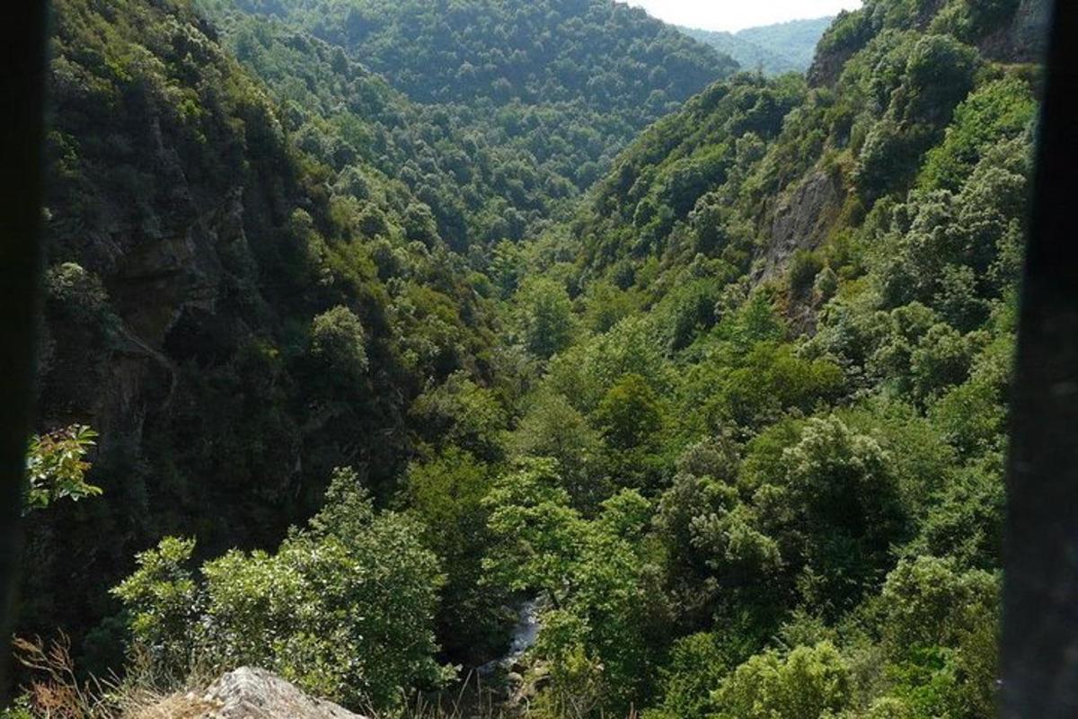 pohled na svěží zelený les s řekou