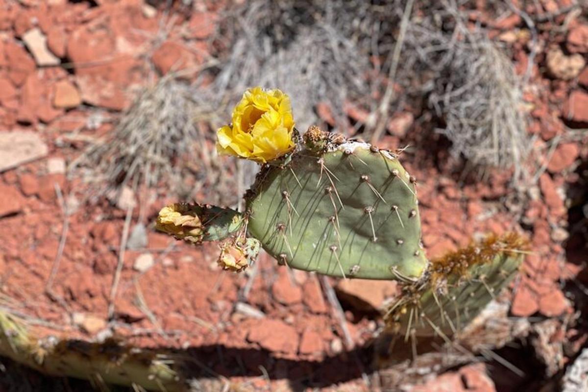 um cacto com uma flor amarela no topo do chão