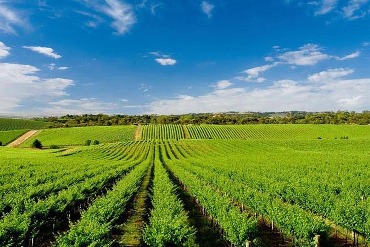 un câmp mare și verde de culturi cu cer albastru