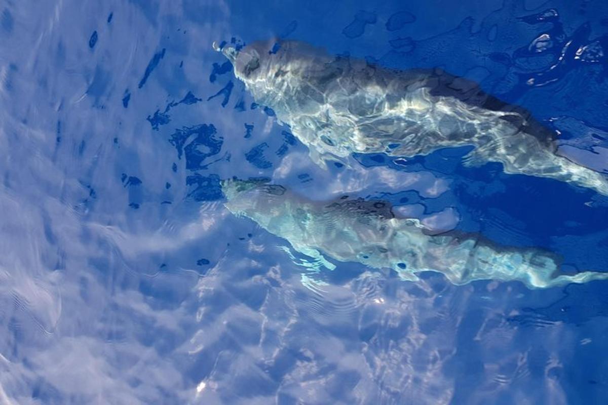 an image of an island in the water