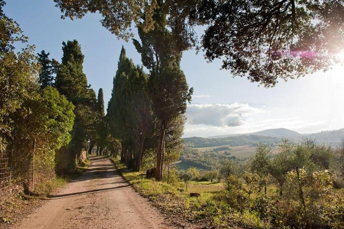 una strada sterrata con alberi su entrambi i lati