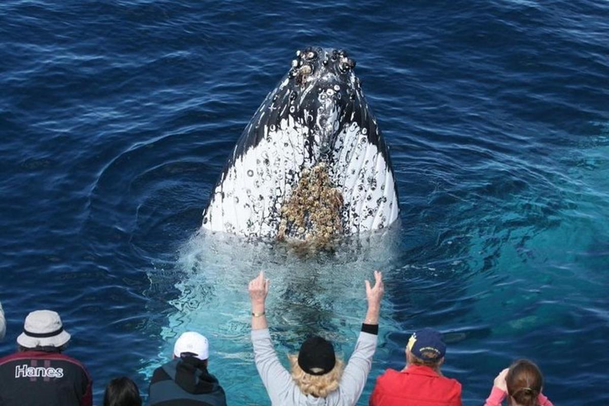 a group of people watching a whale in the water