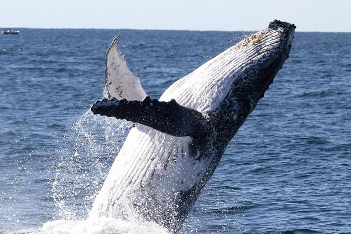 a humpback whale jumping out of the water