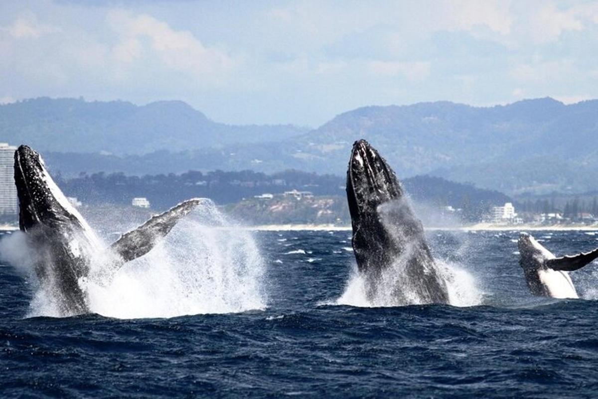 a group of dolphins jumping out of the water