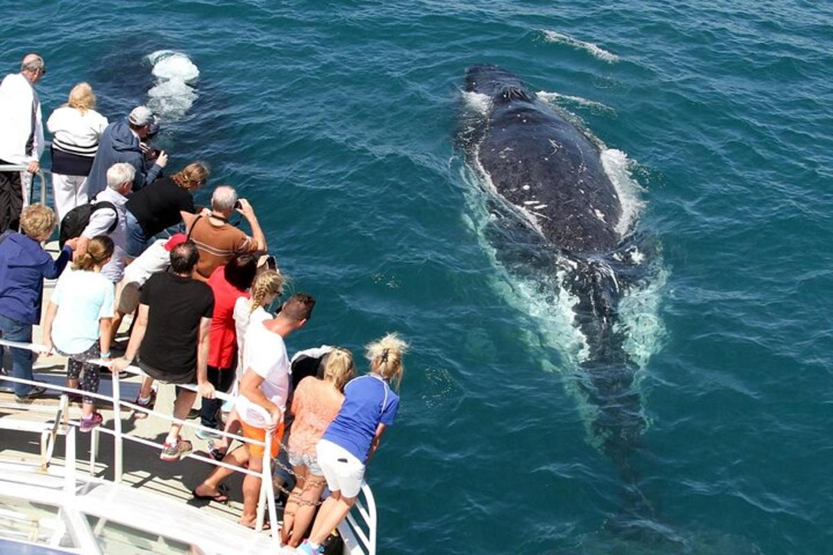 a group of people watching a whale in the water