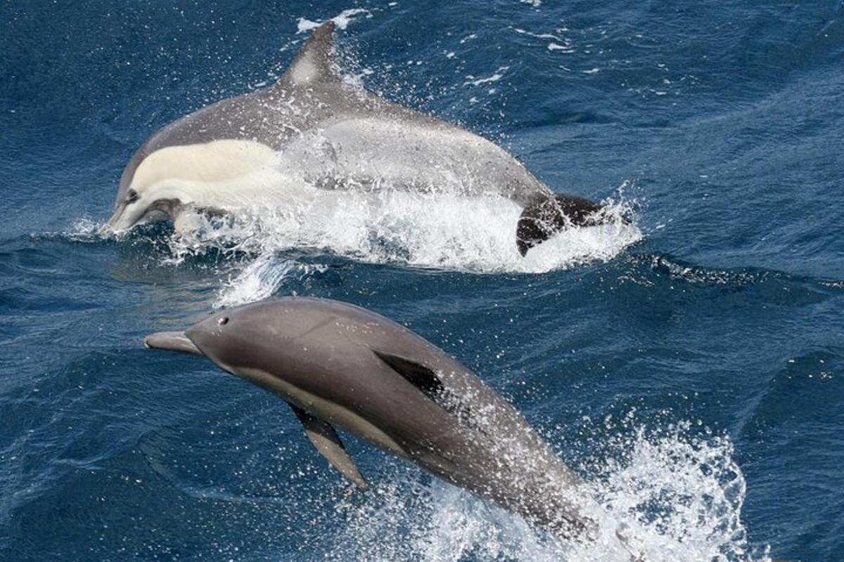 two dolphins playing in the water