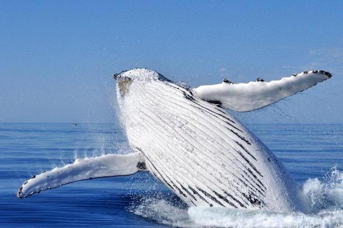 a humpback whale jumping out of the water