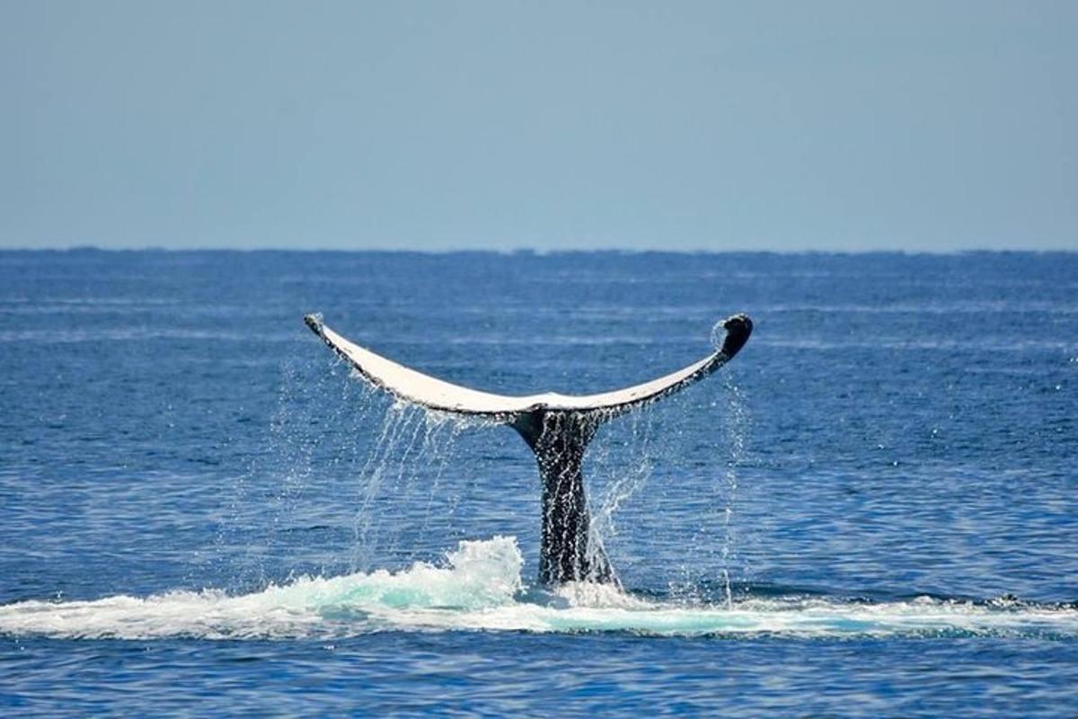 a humpback whales tail sticking out of the water