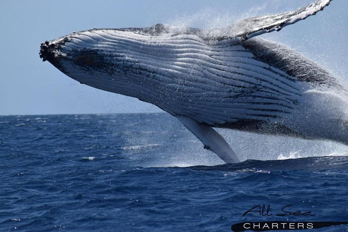 a humpback whale jumping out of the water