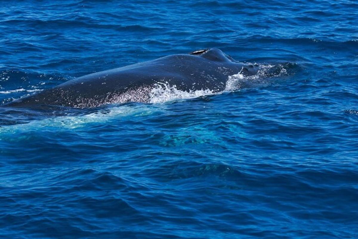 a gray whale swimming in the water