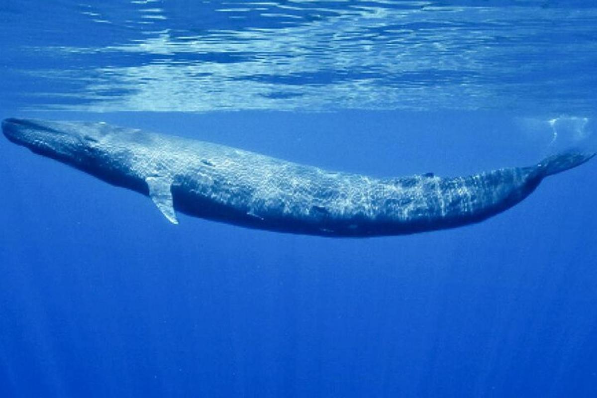 a blue whale swimming in the water