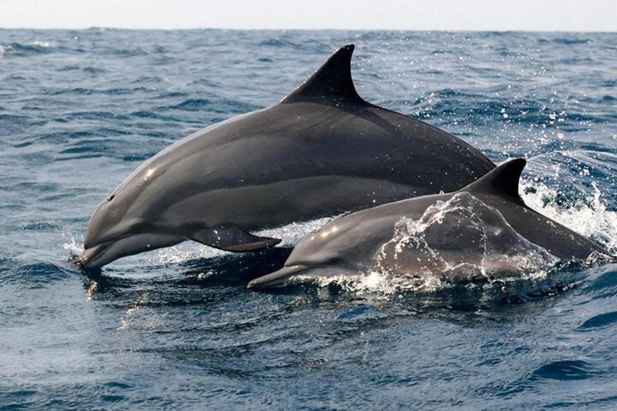 two dolphins swimming in the water