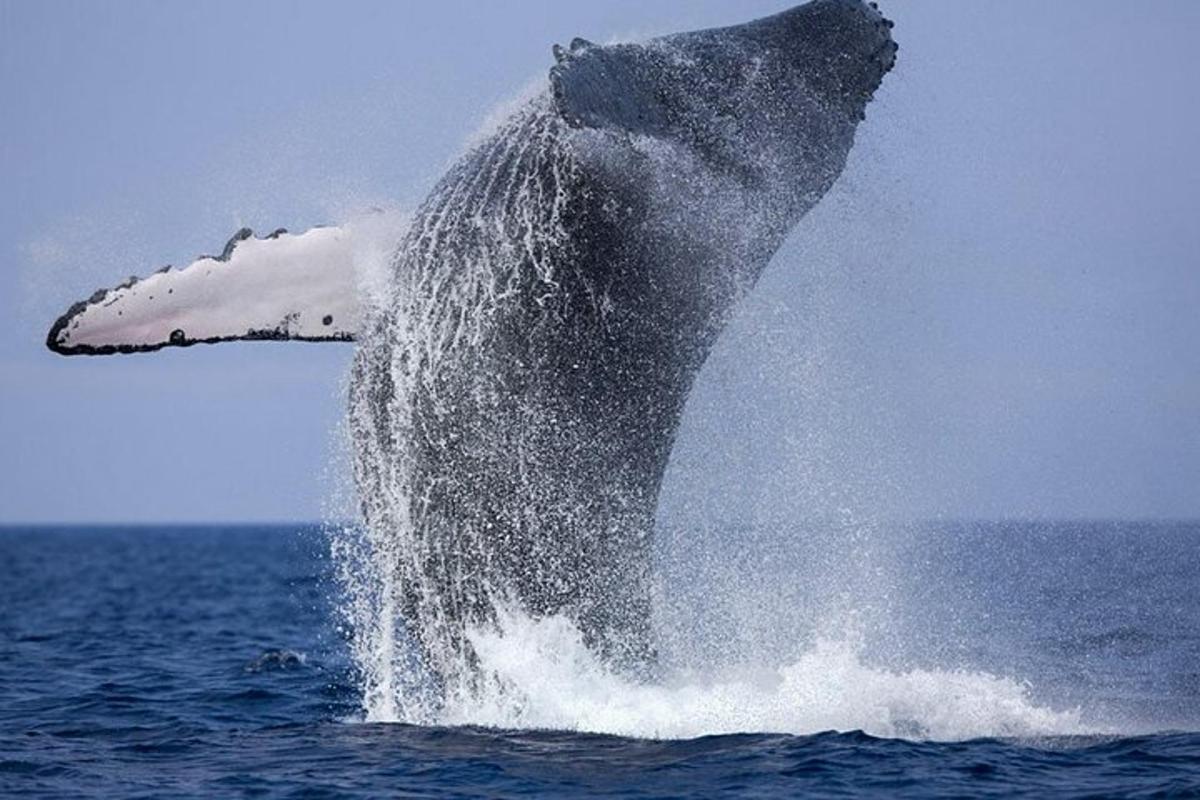 a humpback whale jumping out of the water