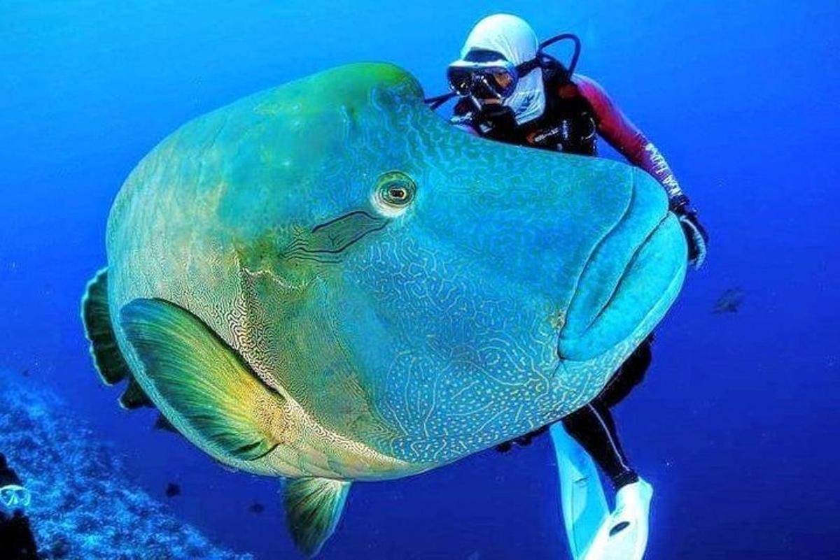 una persona in acqua accanto a un grosso pesce