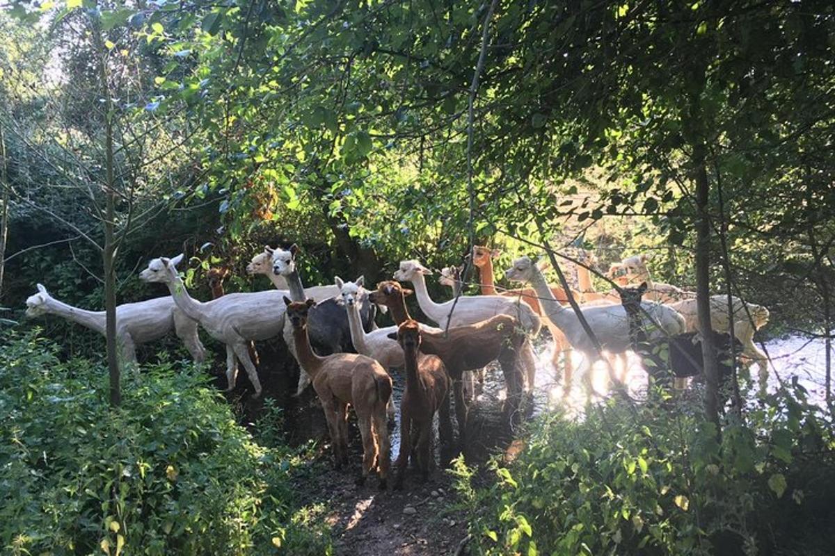 a group of animals standing in the trees
