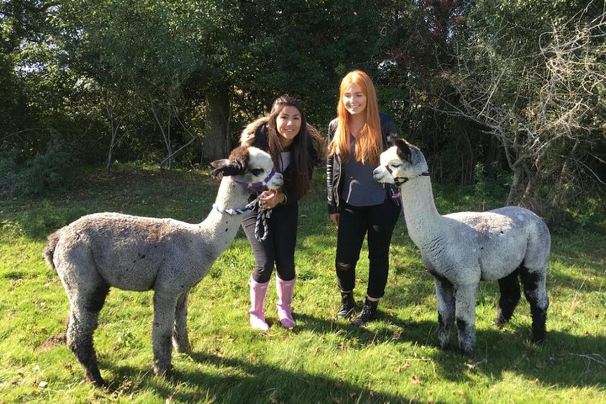 two women standing next to two llamas in a field
