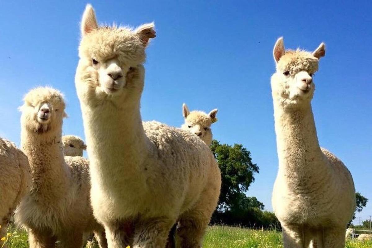 a group of white sheep standing in a field