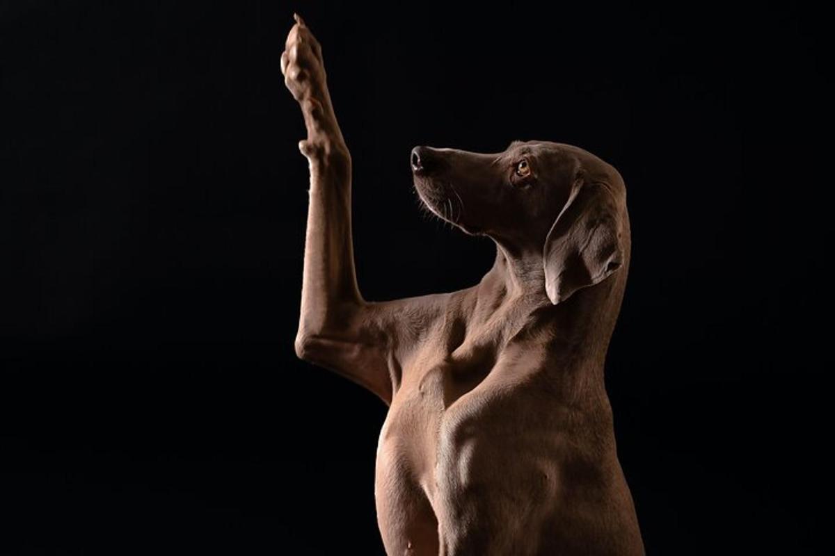 een bruine hond die met zijn poot in de lucht staat