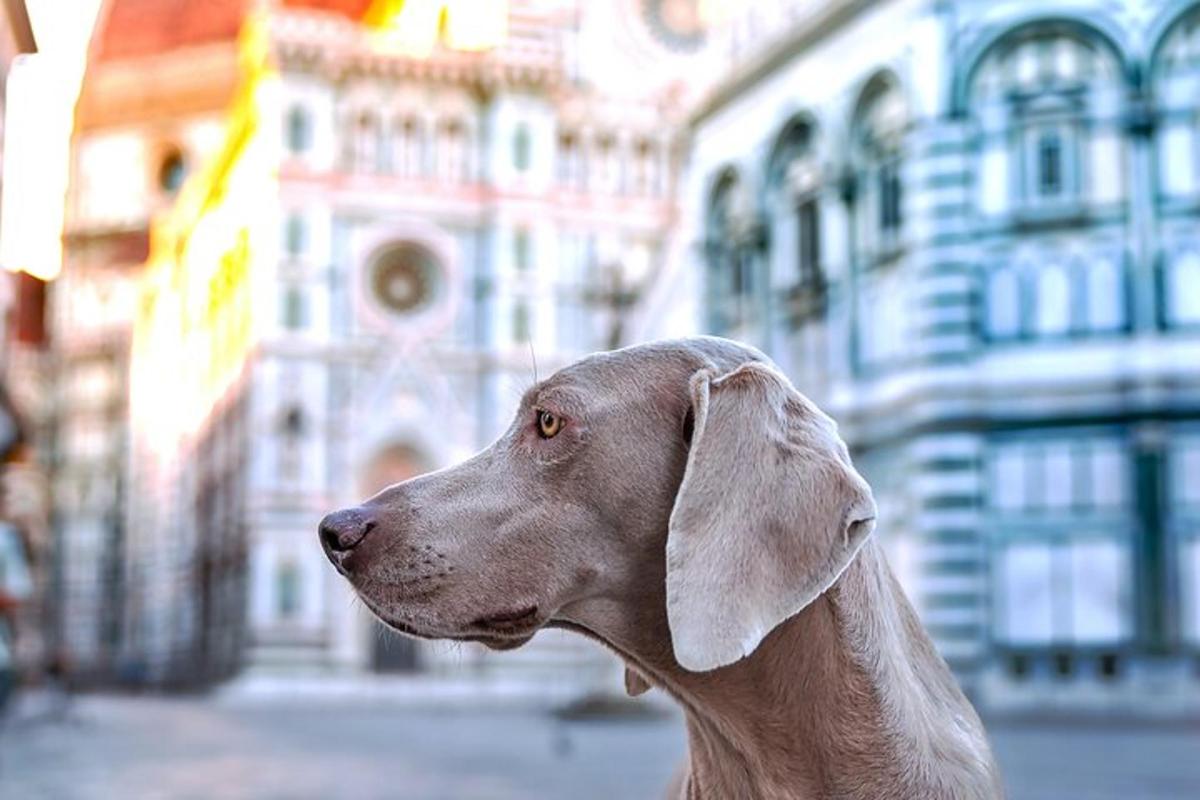 een bruine hond die voor een gebouw staat