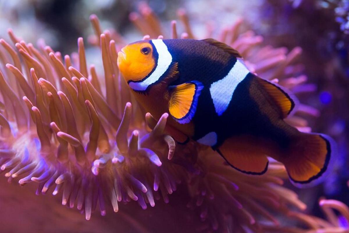 a clown fish is swimming in an anemone
