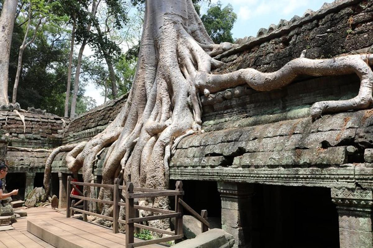 un árbol que crece al costado de un edificio