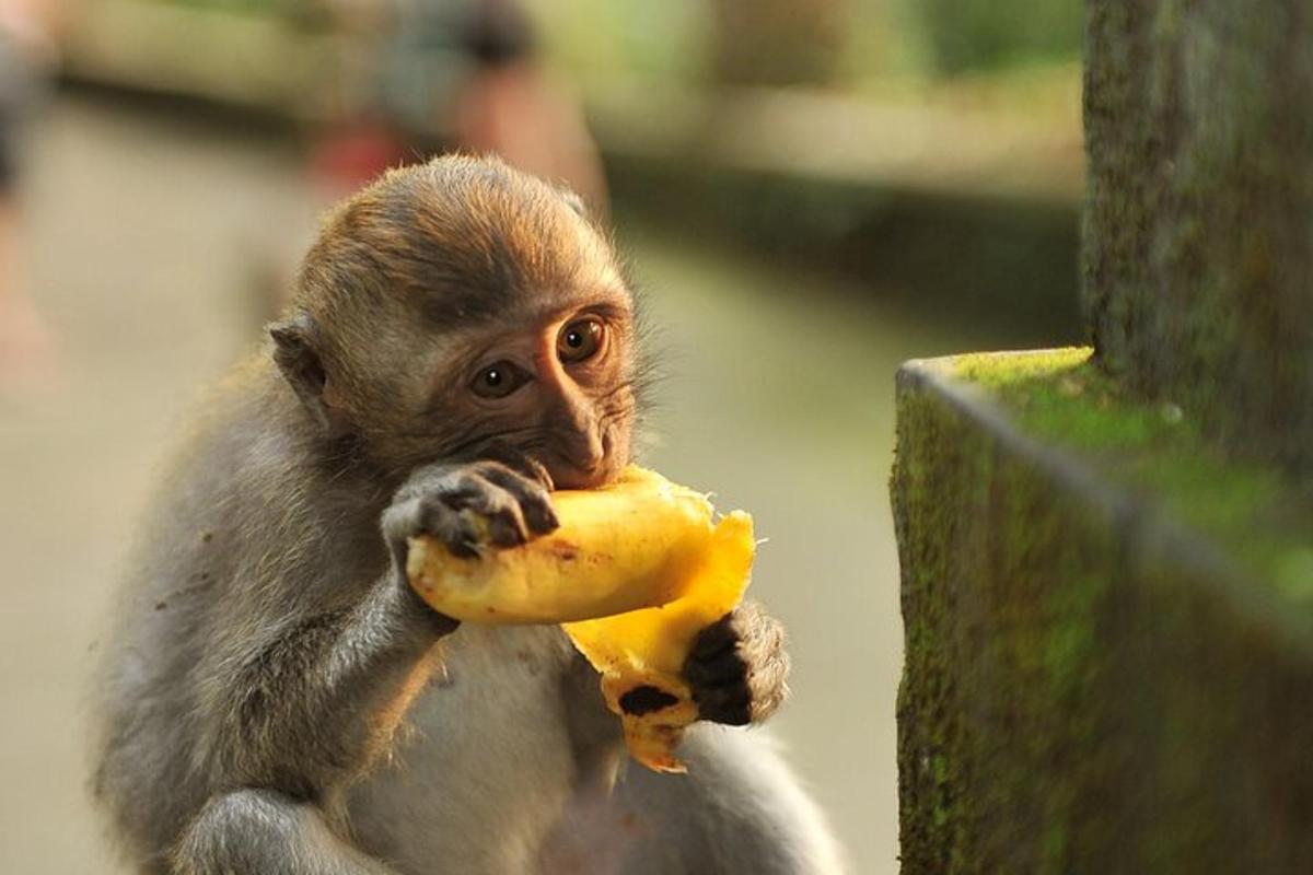a monkey holding a banana in its mouth