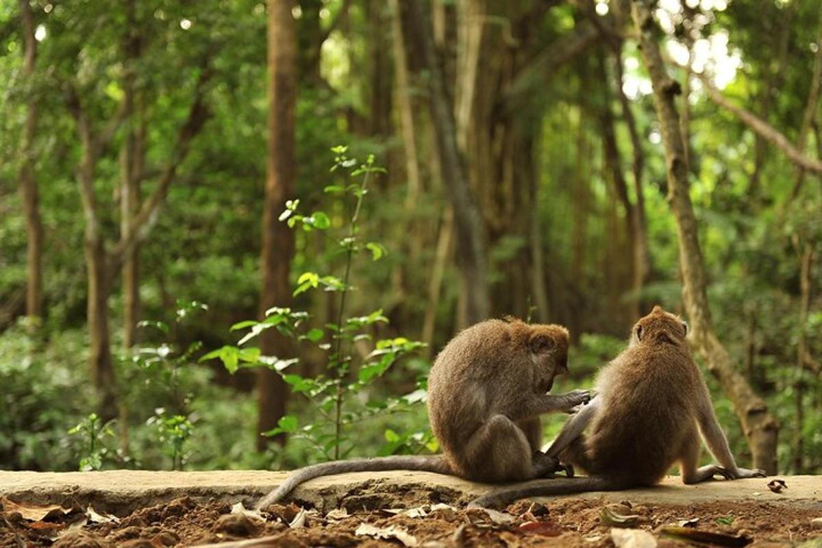 two monkeys sitting on a rock in a forest