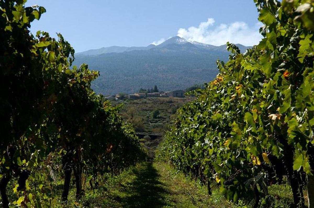 deretan pokok dengan latar belakang gunung