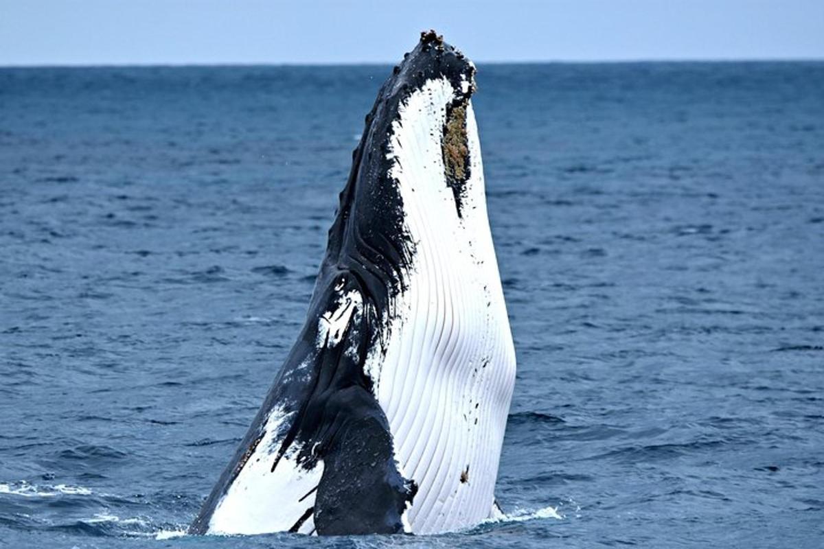 a tail of a whale in the water
