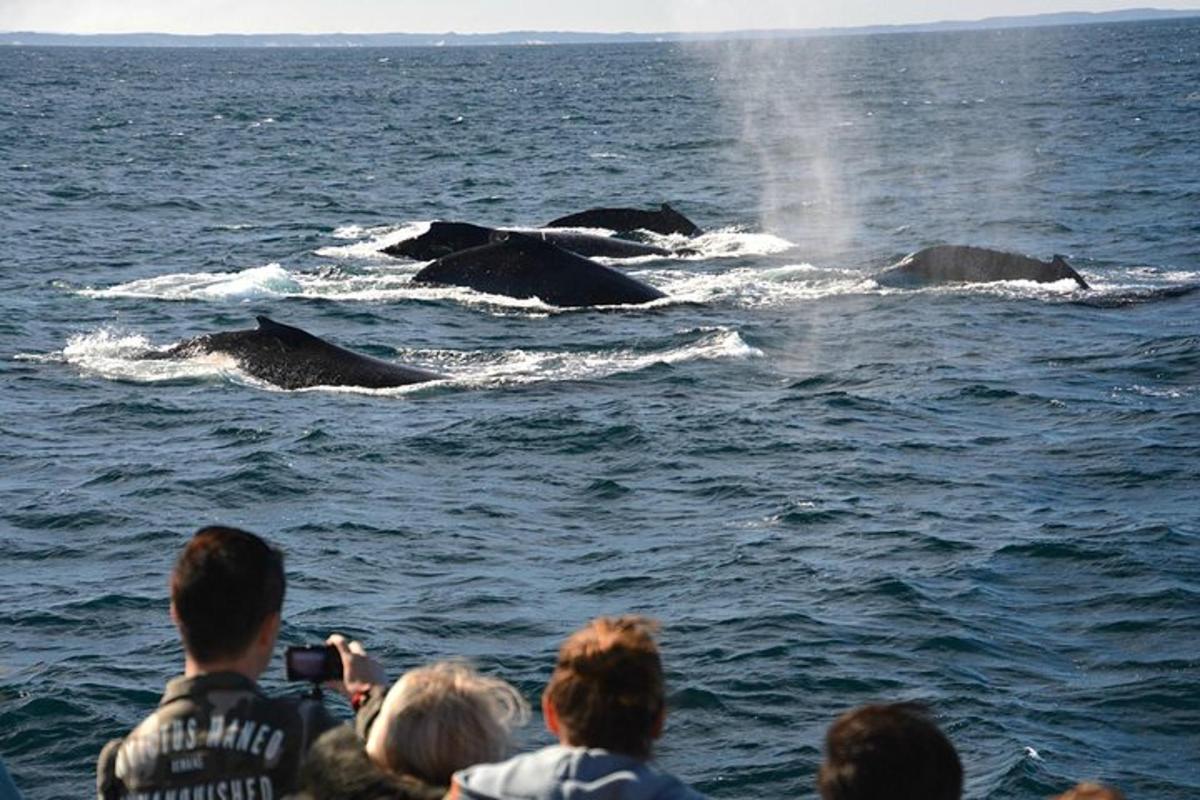a group of people taking pictures of dolphins in the water