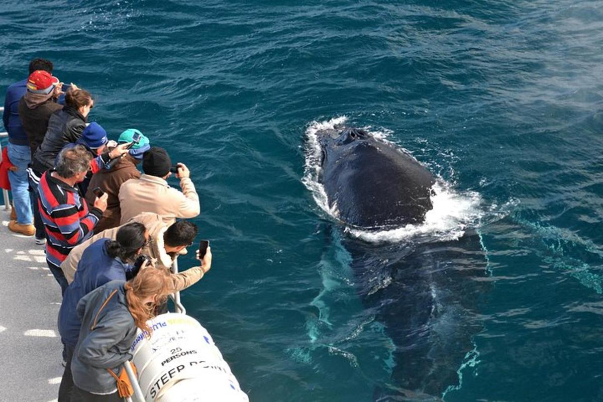 un gruppo di persone che osserva una balena nell'acqua
