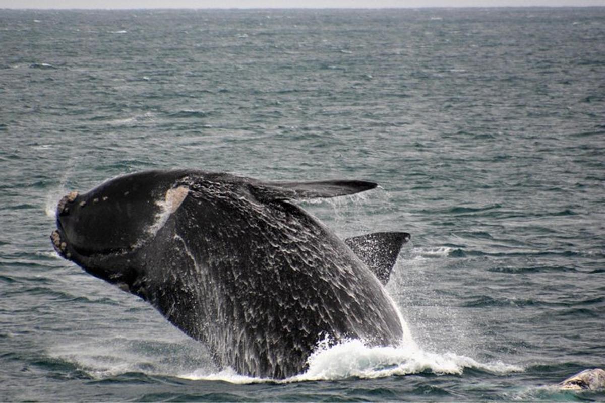 un delfino che salta fuori dall'acqua