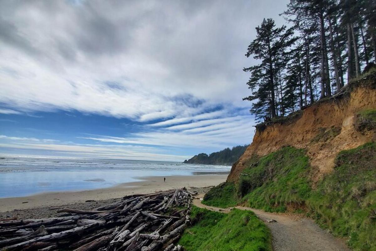 a beach with a bunch of trees and the ocean