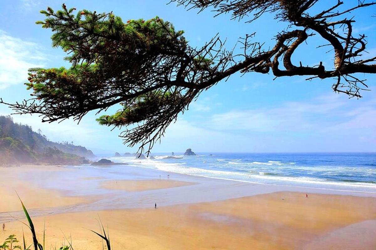 a beach with a pine tree and the ocean