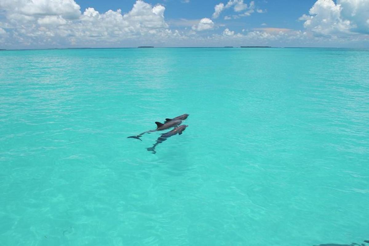 a bird swimming in the water in the ocean