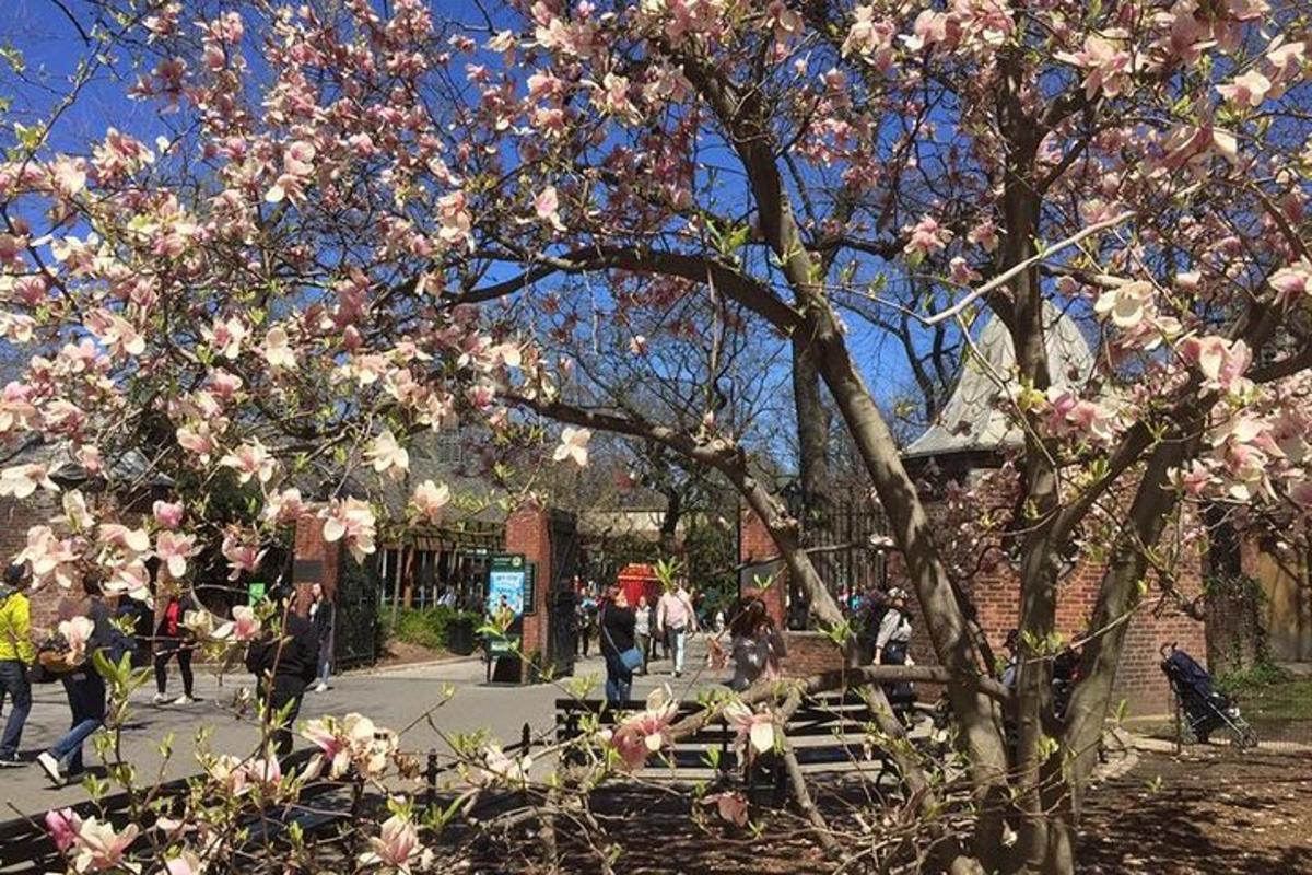 a tree with pink flowers in front of a building