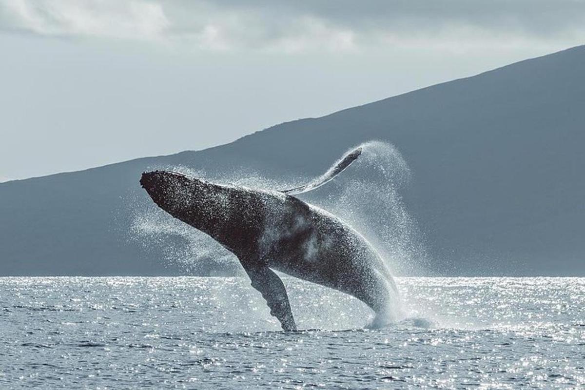 un delfino è in piedi nell'acqua