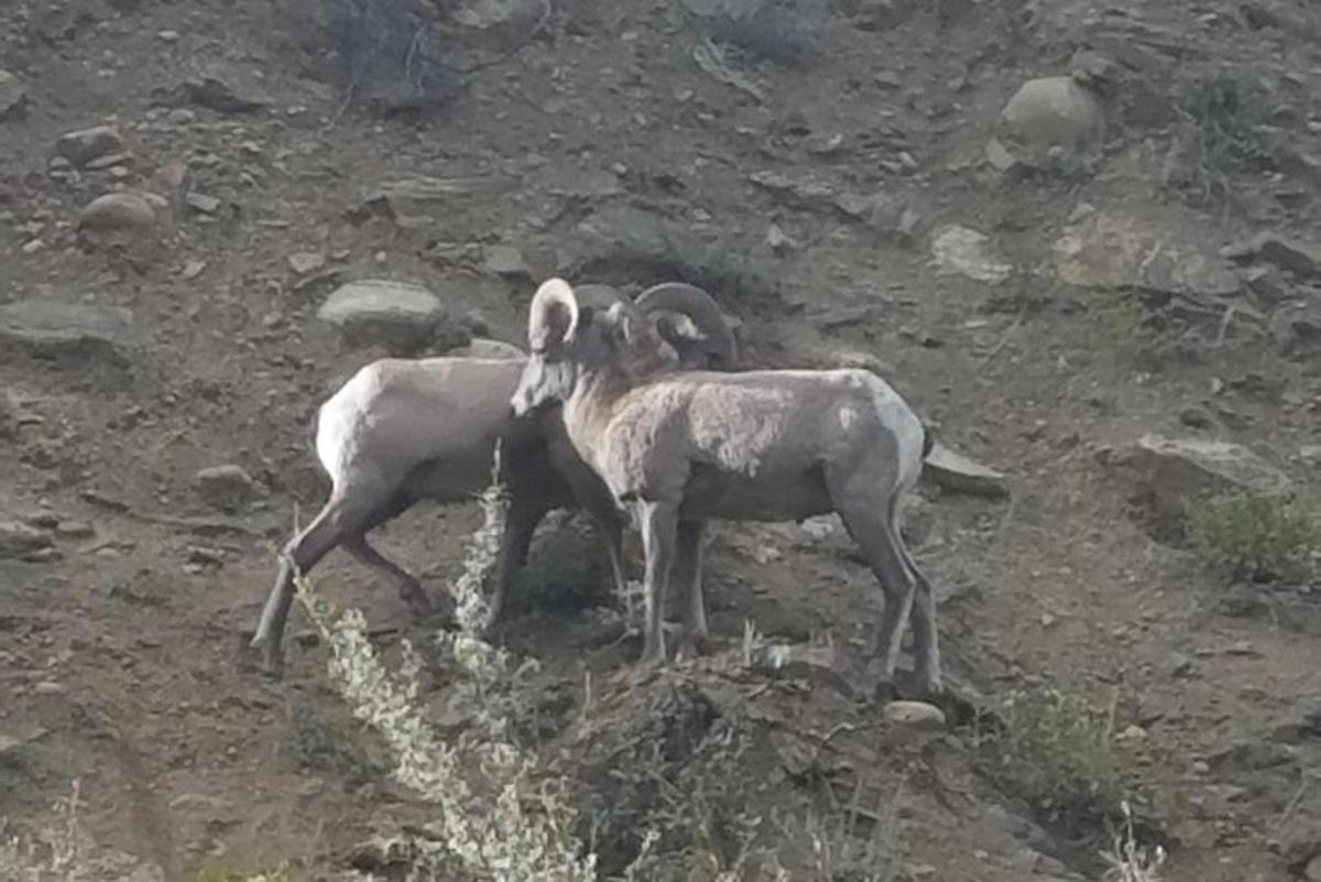 two goats standing on top of a rocky hill