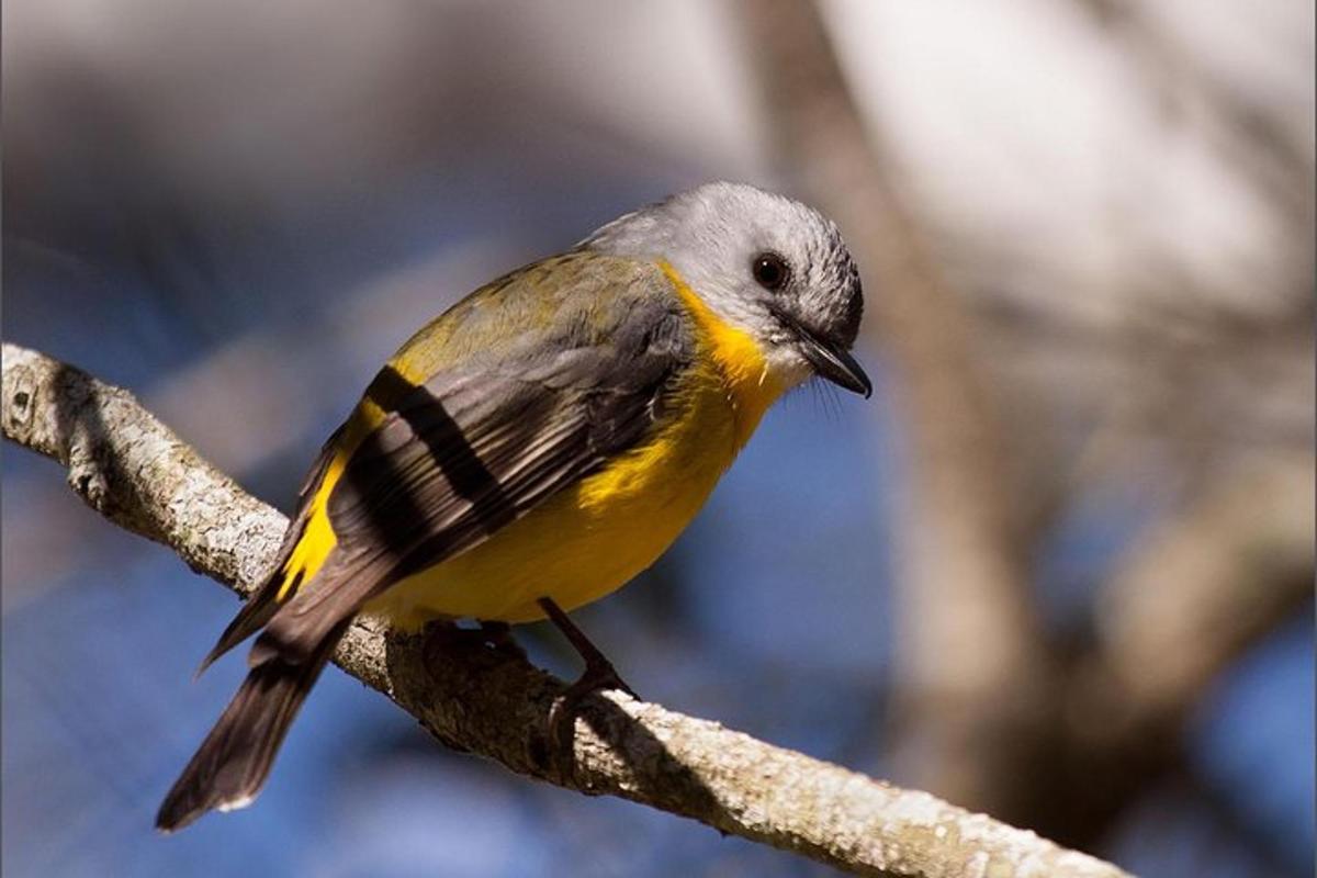 seekor burung kuning hinggap di dahan pokok