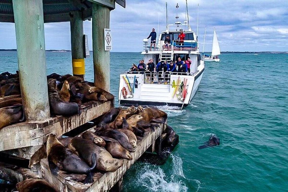 a group of seals on a boat in the water