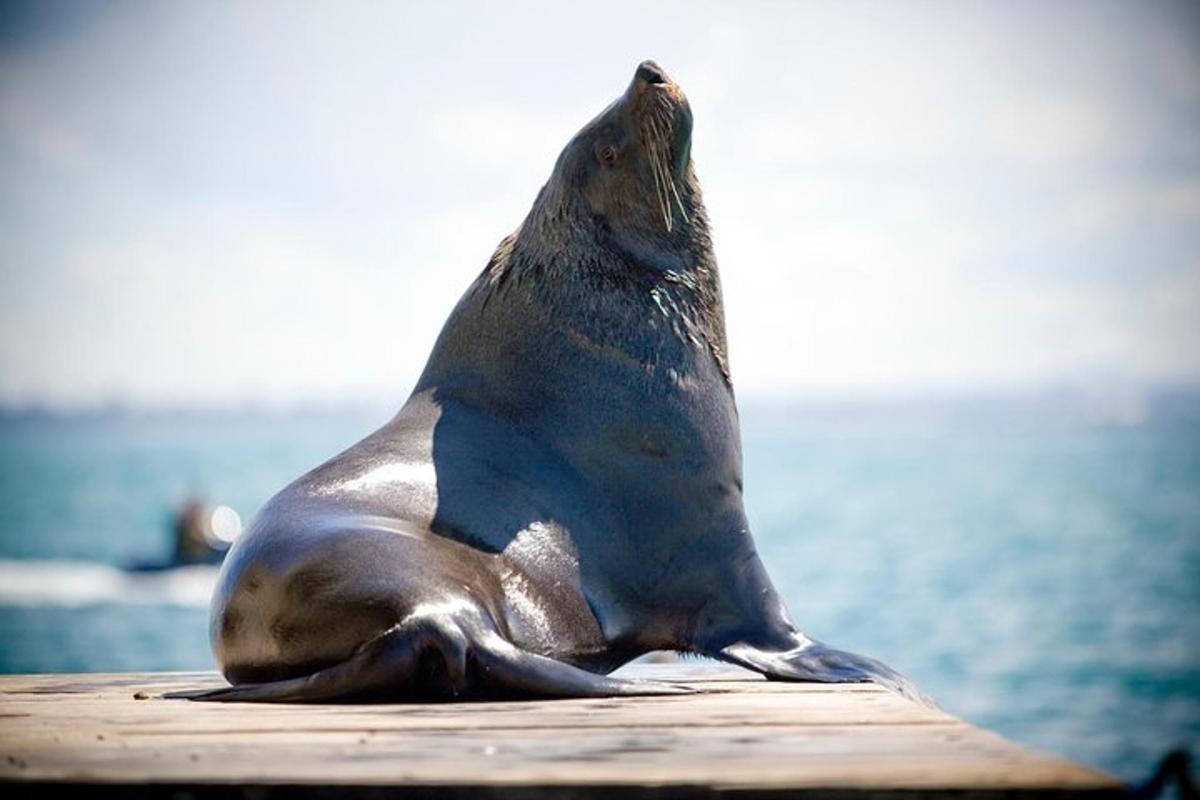 a seal sitting on a dock in the water