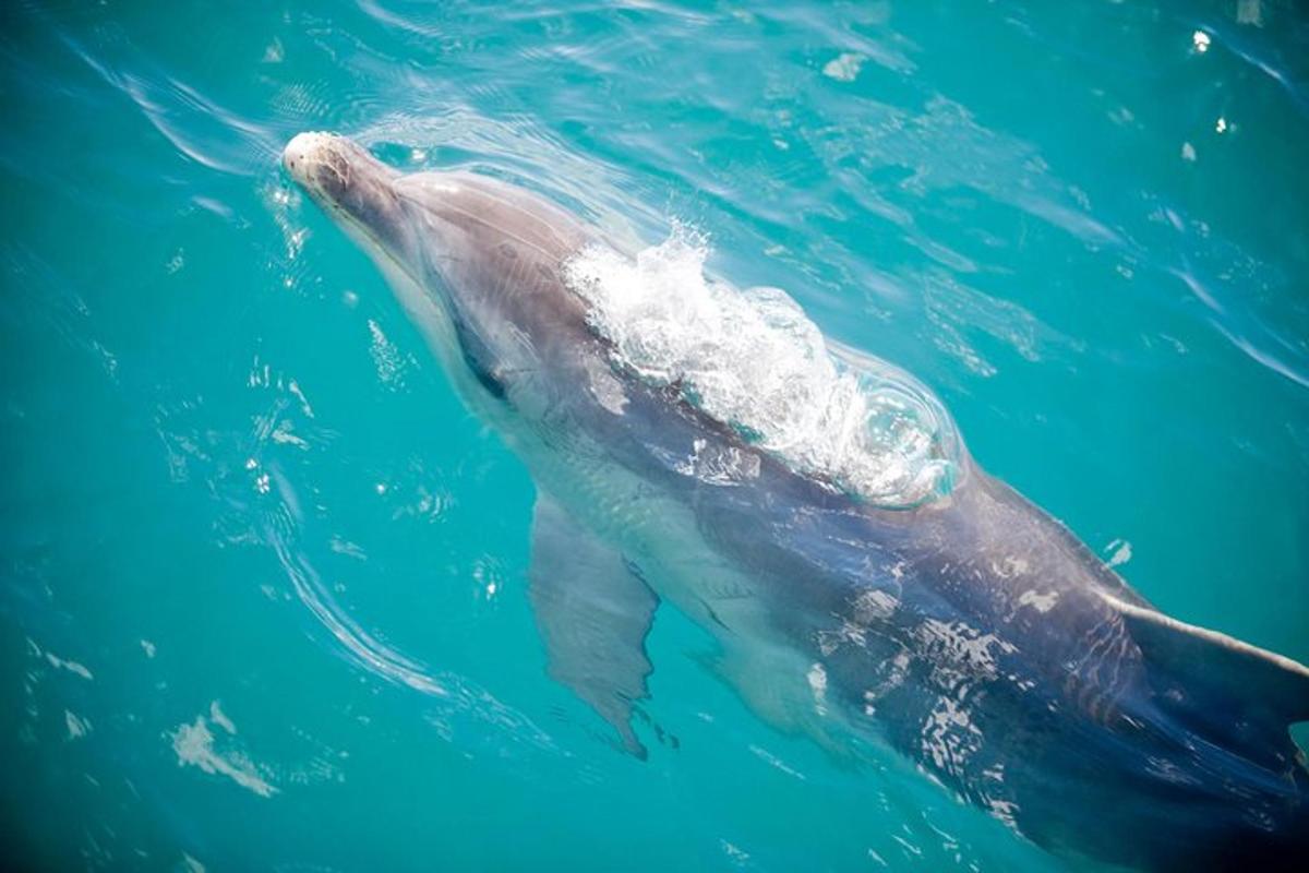 a dolphin swimming in the water