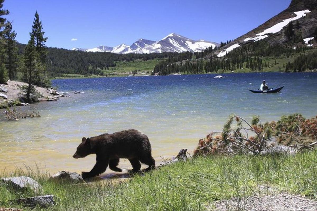 a black bear walking by a lake with a boat