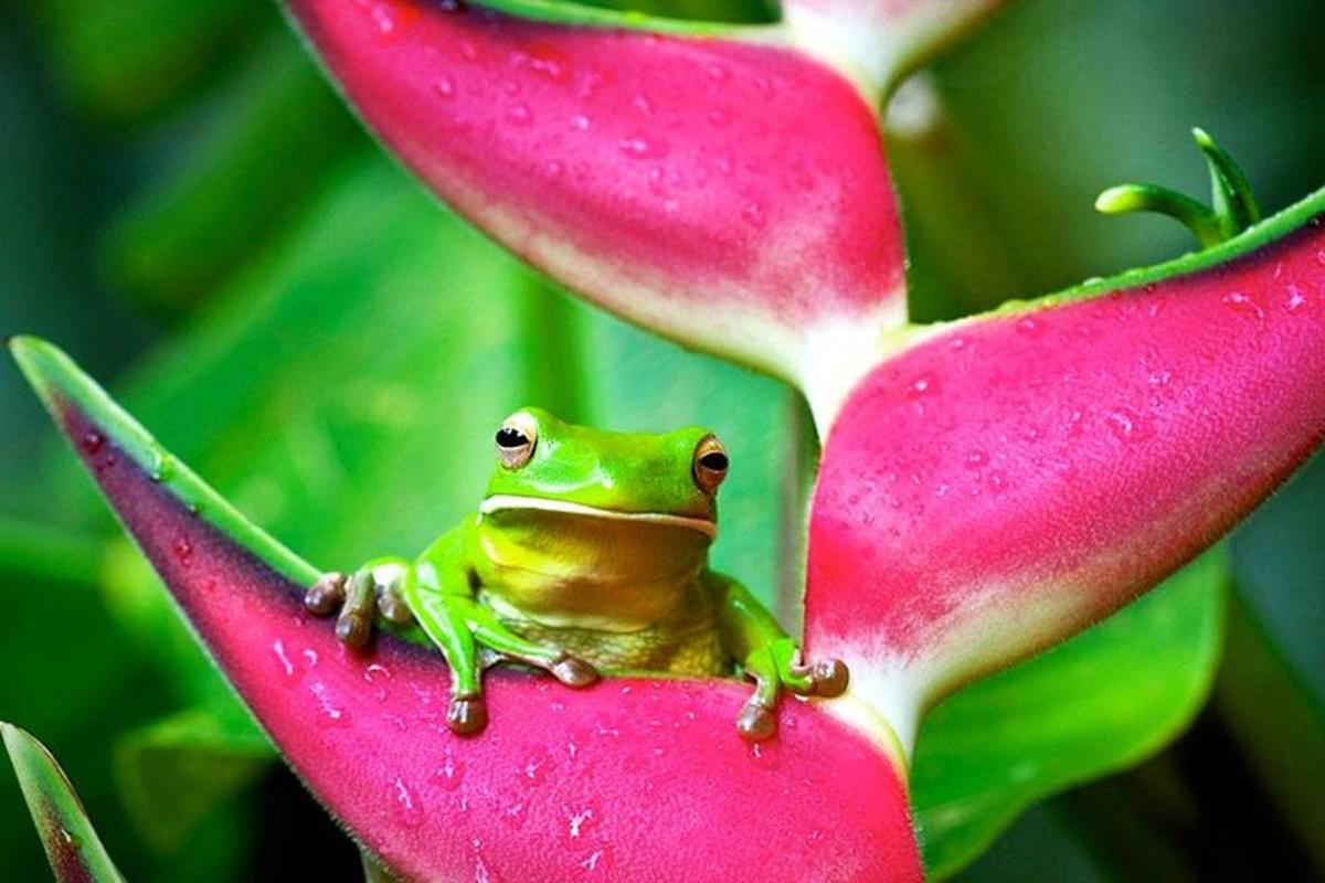 ein Frosch, der auf einer rosa Blume sitzt