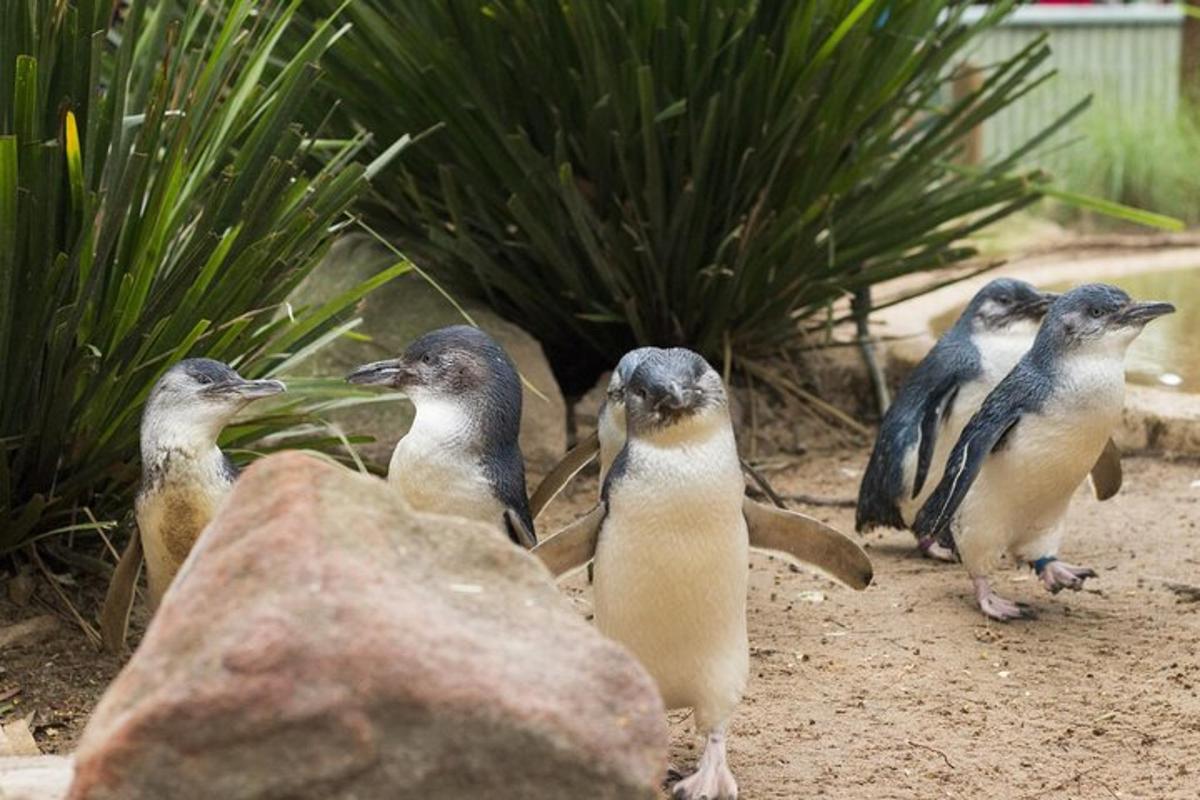 a group of birds standing next to a rock
